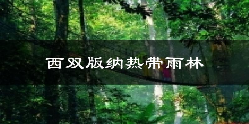 西双版纳热带雨林天气预报十五天